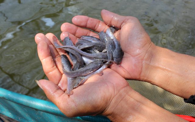 UPTD BBI Siapkan Benih Ikan