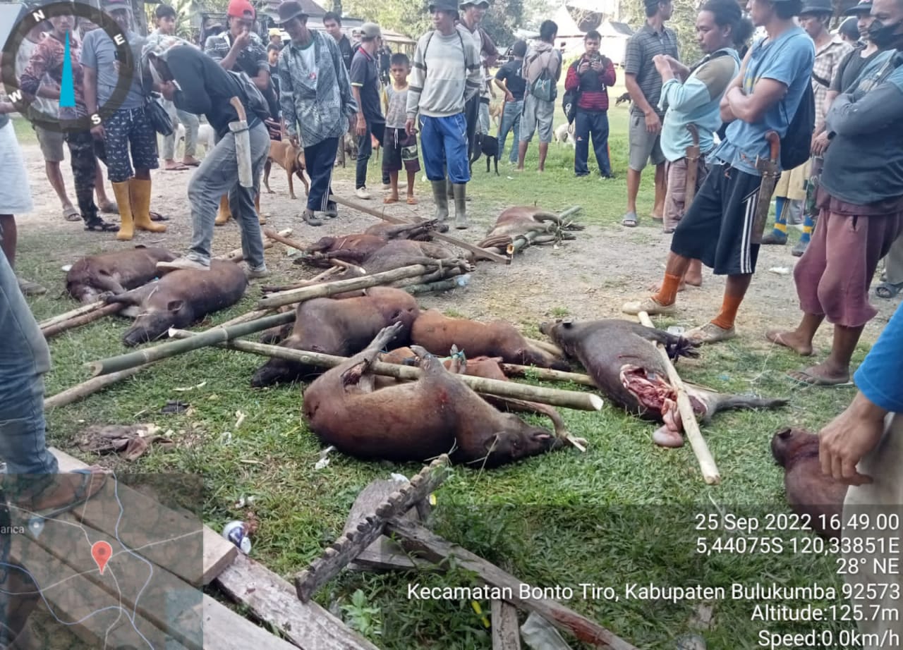 31 Ekor Babi Dibasmi di Desa Bontobarua