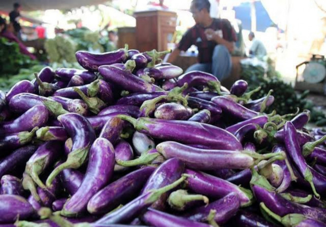 Bupati Ajak Pasarkan Terong Ungu