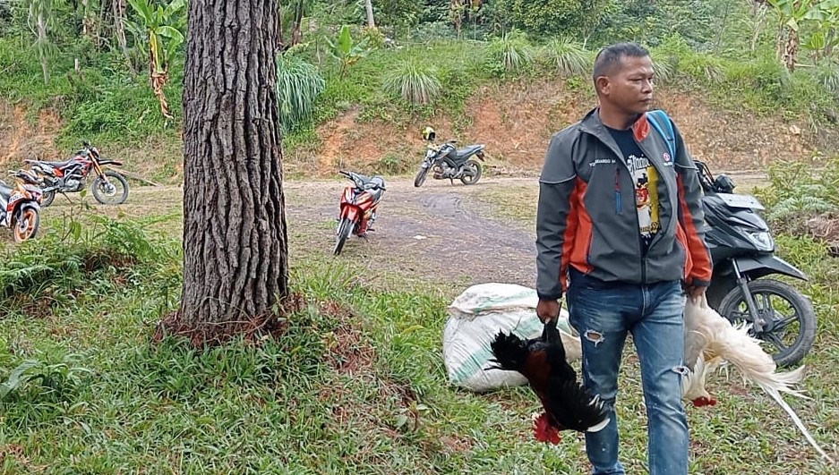 Sabung Ayam di Pitung Digaruk Polisi