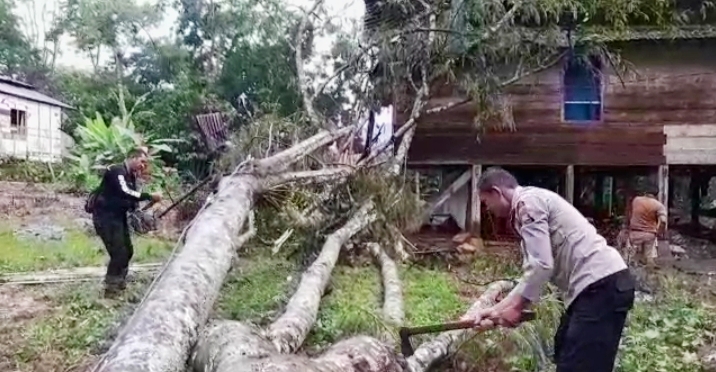 Tongkonan-Rumah Tertimpa Pohon di Sangalla
