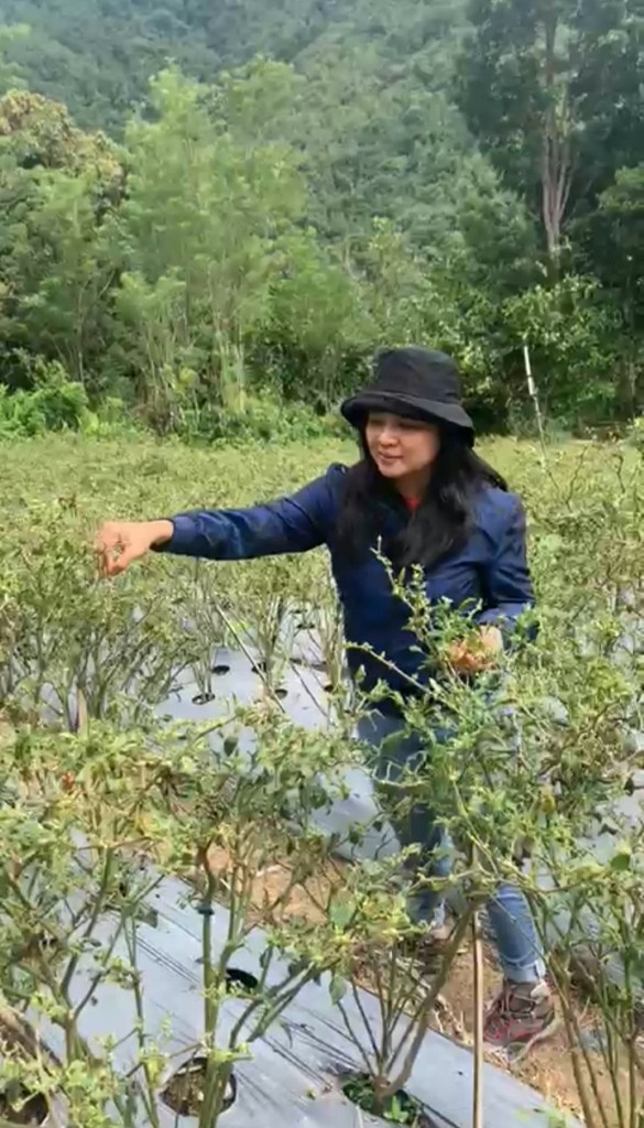 DSP Kembangkan Tanaman Tumpangsari di Rongkong