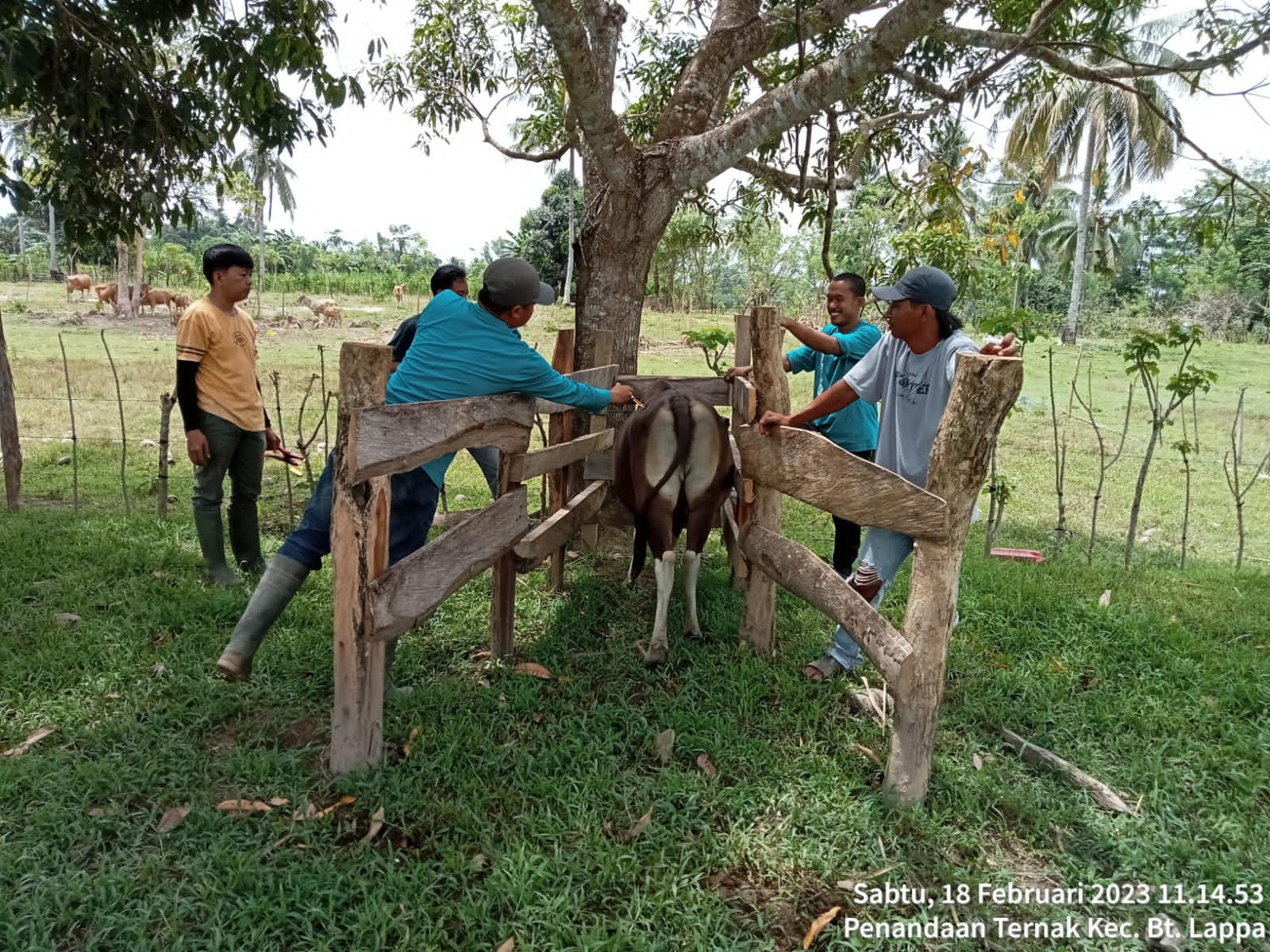 35 Sapi Terjangkit Penyakit Jembrana
