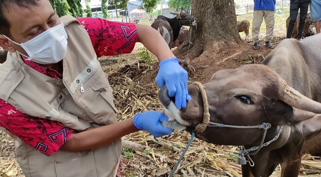 Pemkab Gowa Siapkan 6.283 Ekor Sapi Kurban