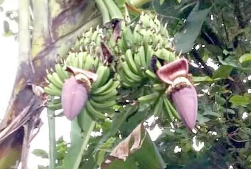 Program Dinas TPH-Bun Butuh  100 Juta Bibit Pohon Pisang