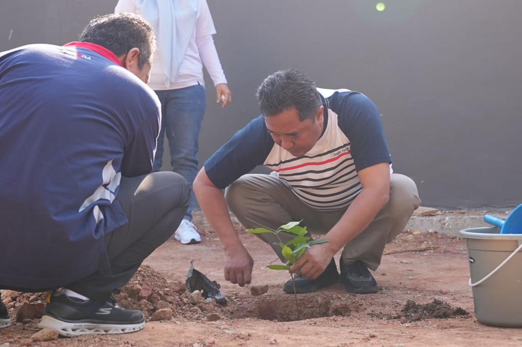 Pohon Salam Ditanam  di Kawasan Kantor Gubernur