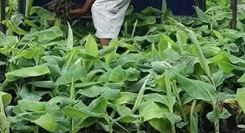 40 Persen Dana Desa dari APBN  untuk Budidaya Pisang dan Rumpon