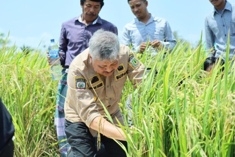 Bupati Irwan Hadiri “Maccera Ase” di Cempa