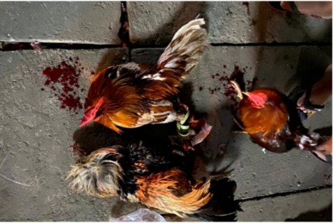 Polisi Amankan Tiga Ayam Jago Aduan