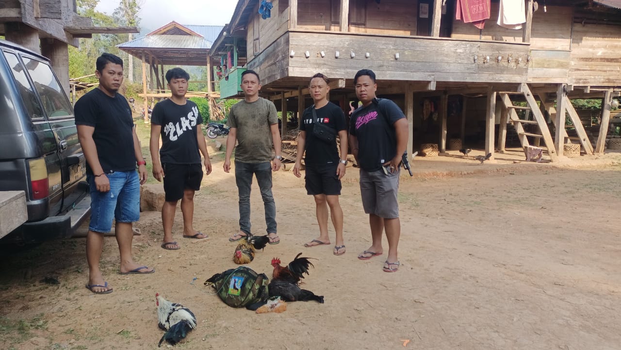Tim Resmob Polres Sita Ayam Jago Aduan