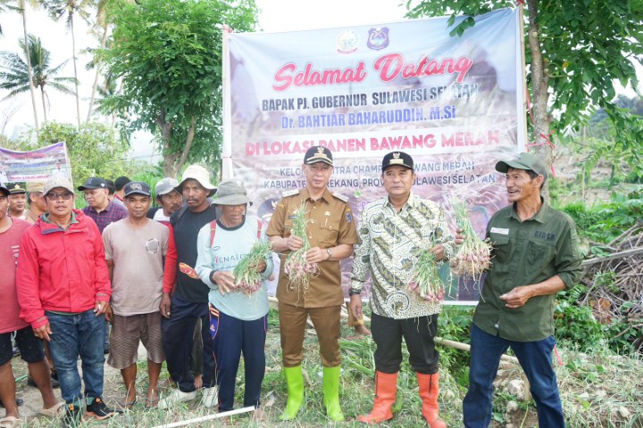 PANEN -- Pj Gubernur Sulsel Bachtiar melakukan panen bawang merah di Marena Desa Pekalobean Kecamatan Anggeraja Kabupaten Enrekang, Selasa (7 /11) sore. Bahtiar hadir bersama dengan jajarannya dari Pemprov Sulsel didampingi Pj Bupati Enrekang H Baba. 