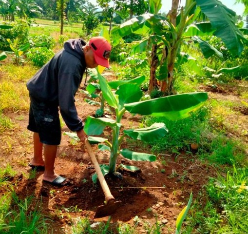 IST SUBUR -- Tanaman pohon pisang cavendish yang ditanam di Sentra Ketahanan Pangan milik Kodim 1409 Gowa di Tamarunang, tumbuh subur. 