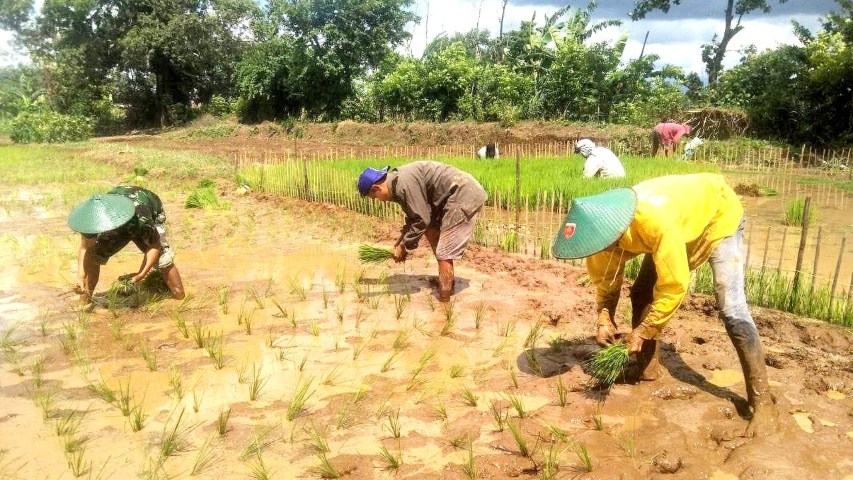 IST TANAM -- Kolaborasi penanaman padi yang dilakukan personel Koramil Somba Opu dengan para petani di Tamarunang berjalan lancar. 