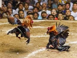 TINDAK TEGAS -- Polres Toraja Utara bertindak tegas dan tak mau kompromi dengan segala bentuk tindak kejahatan yang meresahkan masyarakat. Buktinya, selama tahun 2023 lalu, polisi setempat berhasil 'merujak' sedikitnya 32 kasus tindak kejahatan judi sabung ayam. 