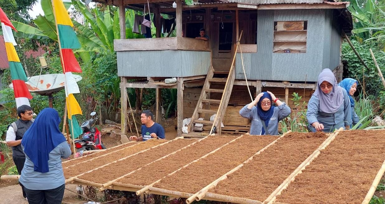 IST JEMUR -- Tembakau yang sudah dirajang tipis lalu dijemur di bawah sinar matahari. Setelah kering dengan standar sesuai barulah dimasukkan dalam tabung-tabung bambu siap dipasarkan.