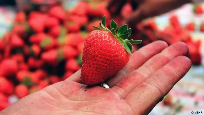 Akibat Hama, Longwis D-Kelor Gagal Panen Ribuan Strawberry