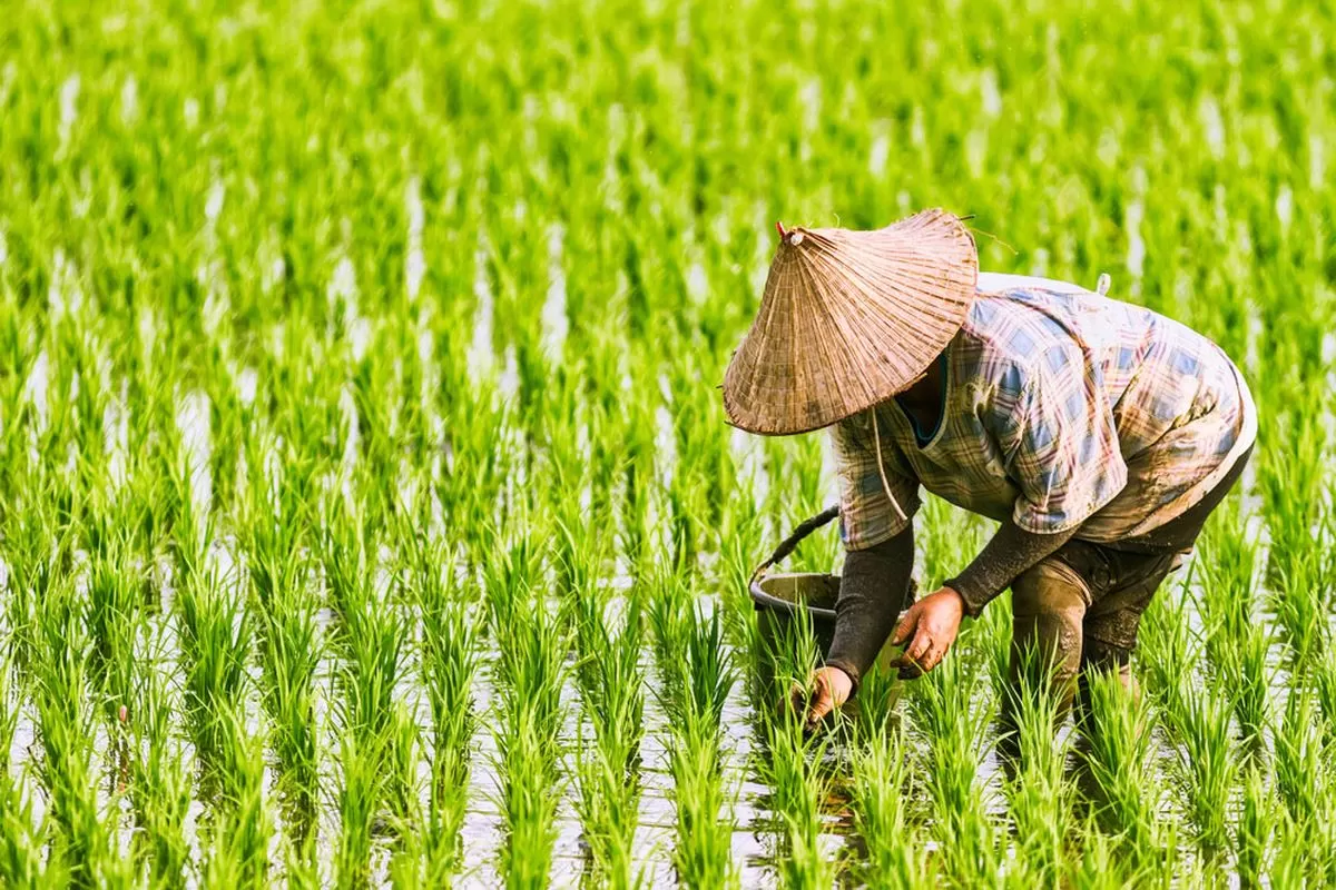 Curah Hujan Tinggi Bikin Petani Cemas