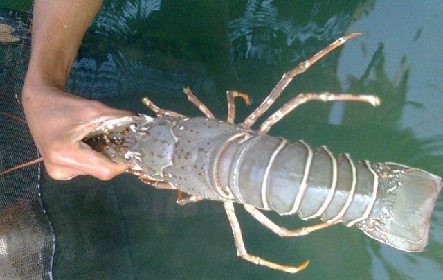 Pemkot Makassar-Pemkab Jeneponto Jajaki Kerjasama Pangan