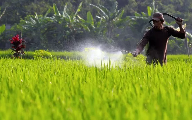 Maros Dapat Alokasi Pupuk Subsidi Sebanyak 25.937 Ton