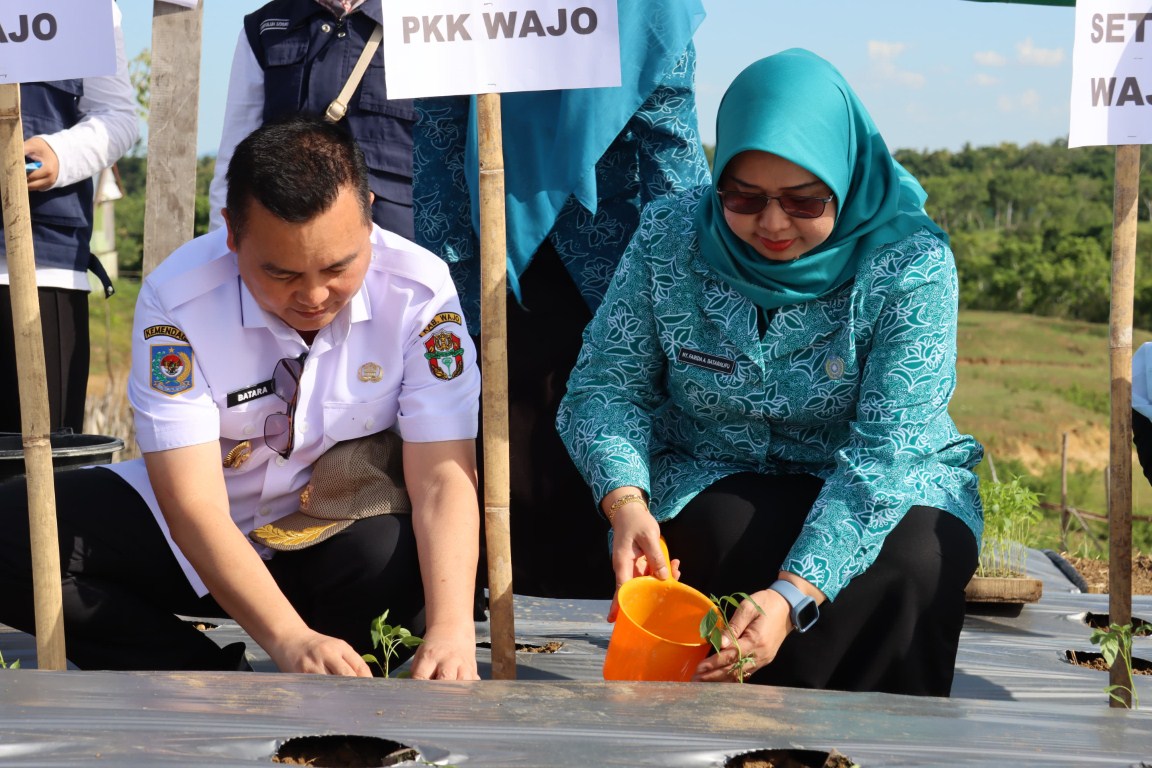 PANEN CABAI -- Pj Bupati Wajo, Andi Bataralifu bersama Forkopimpda Kabupaten Wajo dan beberapa Kepala Dinas melakukan Penanaman dan Panen Perdana Cabe Rawit sekaligus panen perdana yang dikelola UPTD Pertanian Terpadu Kelurahan Uraiyang Kecamatan Majauleng baru-baru ini. 