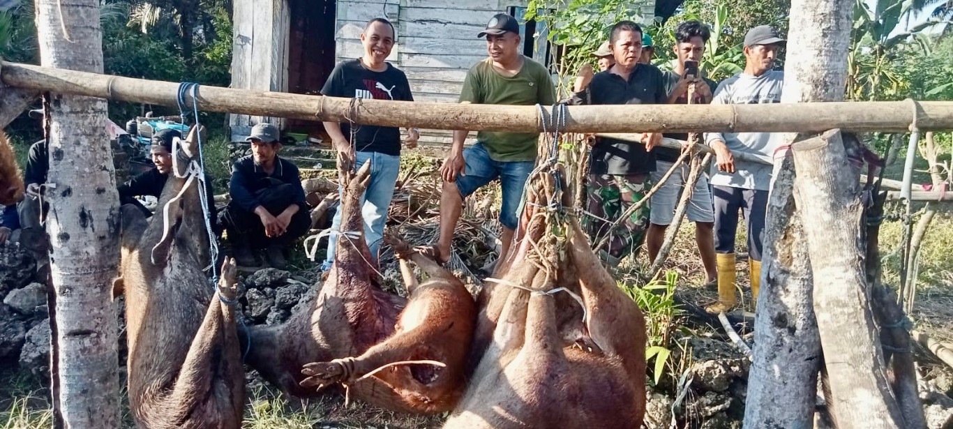 BASMI HAMA -- Dinas Pertanian dan Ketahanan Pangan Pemkab Bulukumba melindungi tanaman petani dari hama babi yang merusak. Program perburuan babi secara berkala dilaksanakan secara berkala pada Minggu (9/6). 