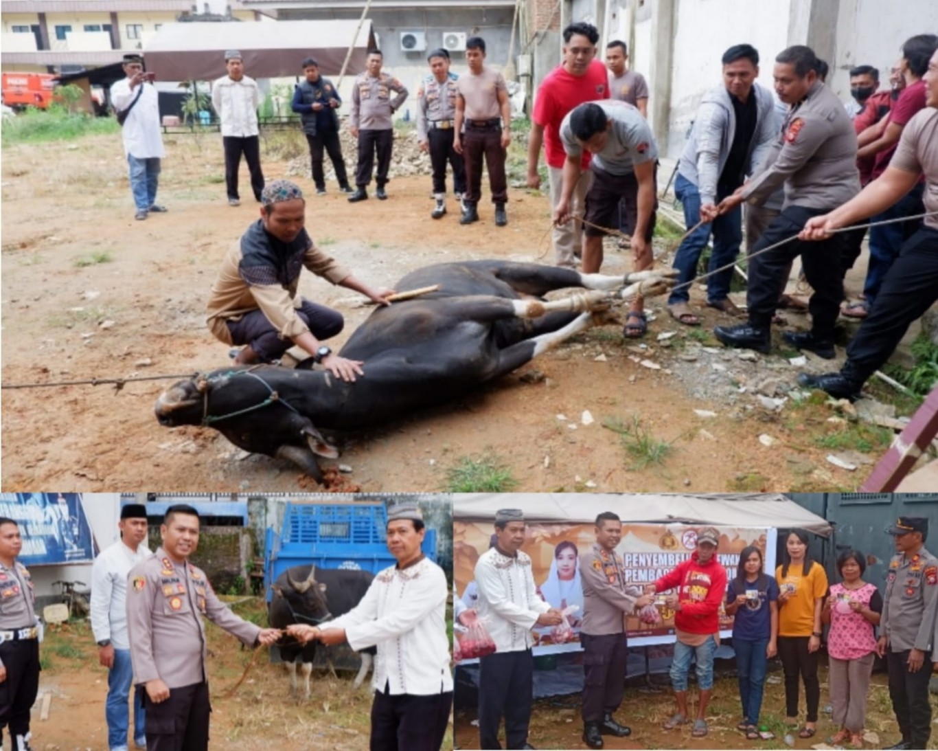 KURBAN -- Polres Tana Toraja beserta jajarannya dimomen Idhuladha 1445 H dan berkurban tiga ekor sapi dan dibagikan kepada 145 warga.