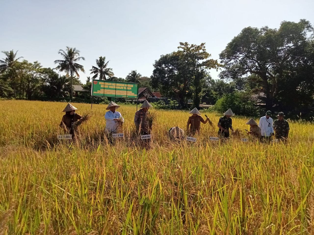 KETAHANAN PANGAN -- Dandim 1426 Takalar, Laksanakan Penen Raya Padi Selasa 23 Juli 2024 