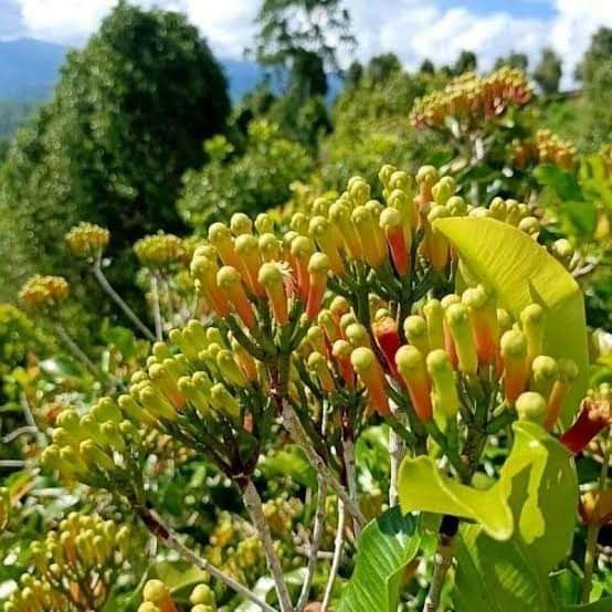 TERTEKAN -- Cengkeh milik petani yang berbuat lebat. Anjloknya harga di pasaran membuat para pertani tertekan dan kelabakan untuk menutupi biaya operasional selama masa panen.    