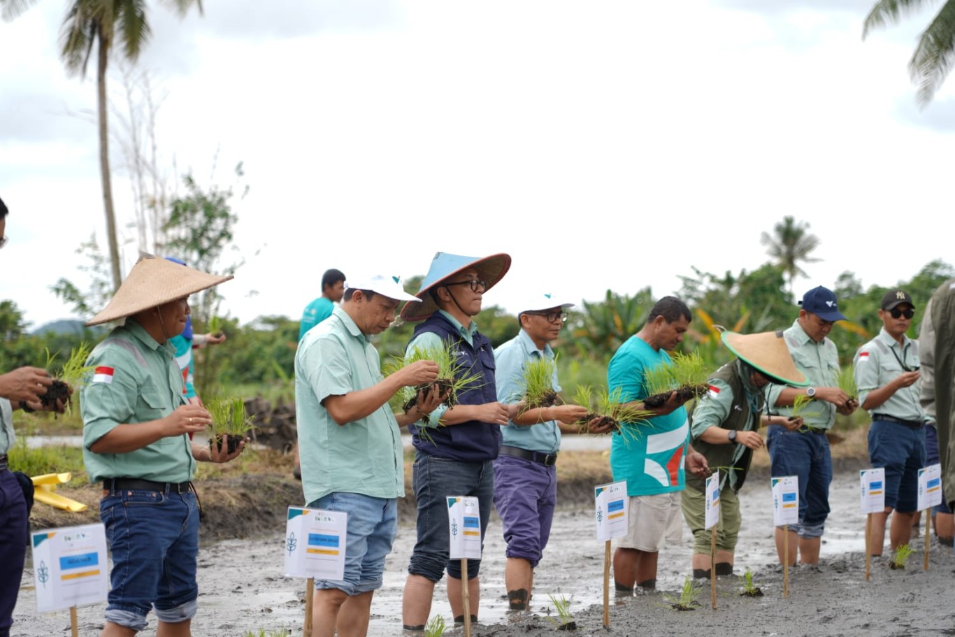 PENANAMAN -- Keseruan penanaman bibit mangrove dan kelapa sebagai salah satu rangkaian kegiatan menyemarakkan HUT ke-56 PT Vale Indonesia.