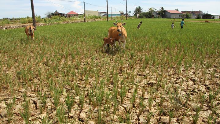 BMKG Peringatkan Puncak Kemarau Juni hingga Agustus, Pemkot Tingkatkan Kesiagaan