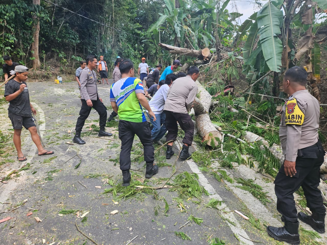 BERSIHKAN -- Aparat Polres Tator bergerak cepat membersihkan pohon tumbang yang menutupi jalan poros ke Obwis Burake, Senin (23/9). 