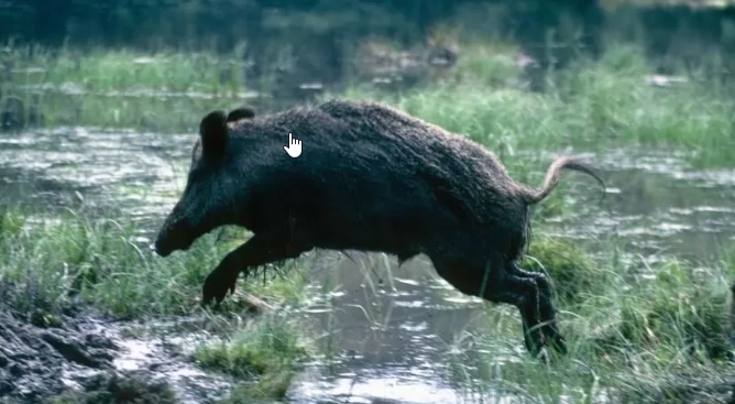 Warga Deloteng Berburu Babi Basmi OPT