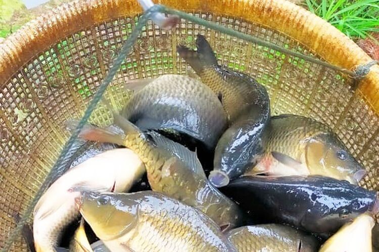 LPKA Maros Gelar Pelatihan Budidaya Ikan Nila