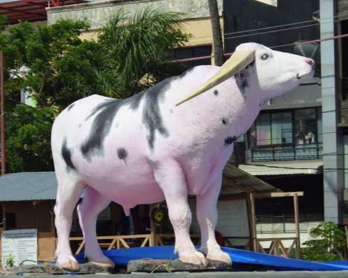 KECEWA -- Warga Toraja kecewa dengan miniatur kerbau belang hilang yang dikeluarkan dari Rujab Gubernur Sulsel era Andi Sudirman menjabat.
