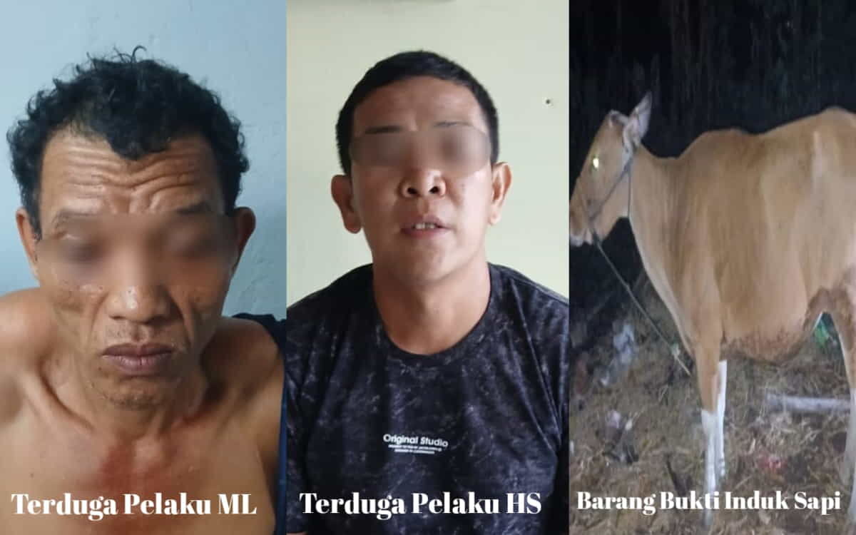 DIAMANKAN -- Dua pelaku Curnak berhasil diamankan di Mapolres Bulukumba dengan barang bukti dua ekor sapi curian untuk pemeriksaan lebih lanjut.  
