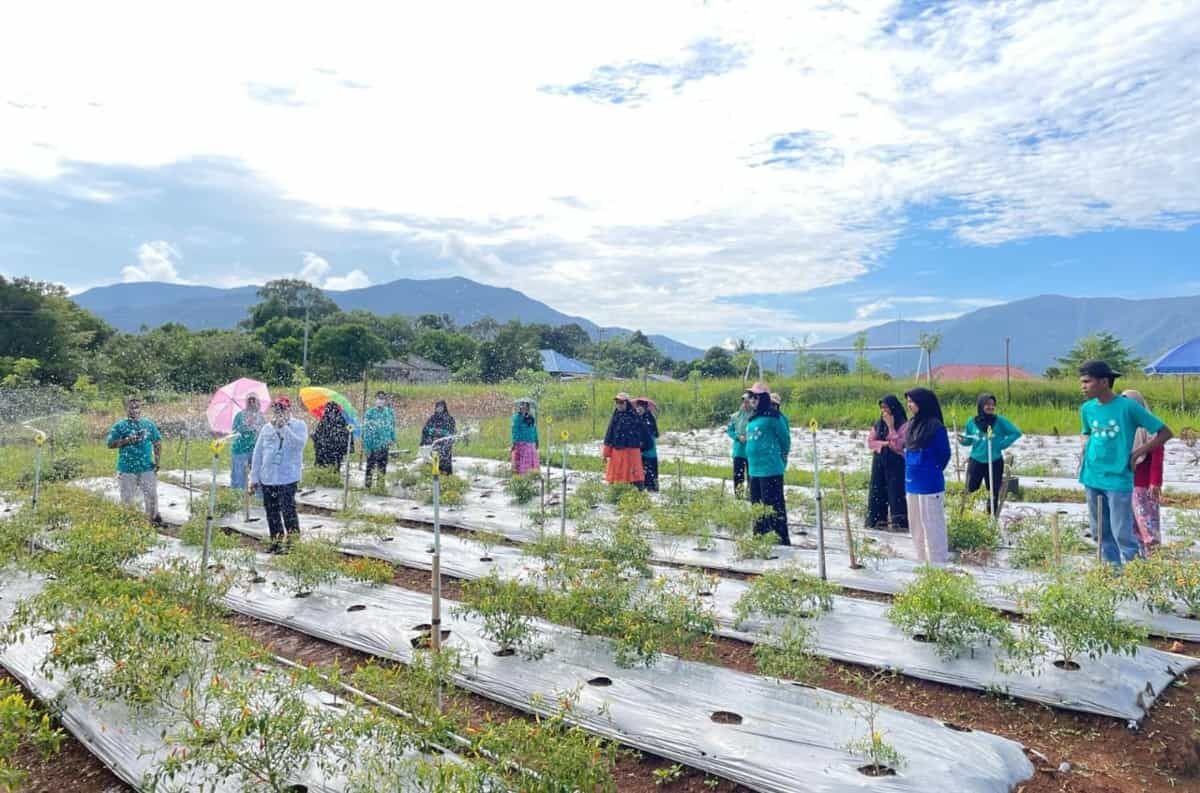 TANI SMART -- DPKP Kabupaten Luwu Timur menggelar Sekolah Lapang Tanaman Cabai Berbasis Smart Farming (Tani Smart) di Lokasi Lahan KWT Anggrek Desa Pasi-Pasi Kecamatan Malili, Sabtu-Minggu (2-3/11).