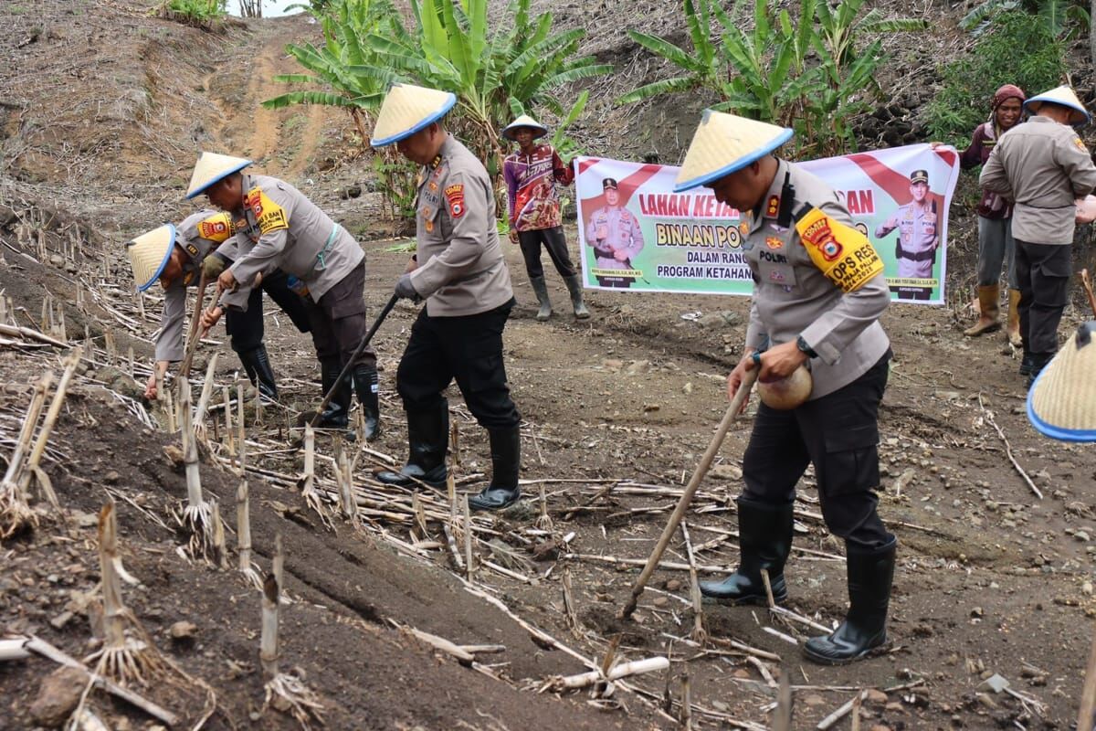 TANAM PERDANA -- Kapolres Soppeng AKBP H Muh Yusuf Usman bersama PJU melaksanakan penanaman perdana dilahan binaan Polres Soppeng dalam rangka mendukung program ketahanan pangan nasional, Selasa (12/11).