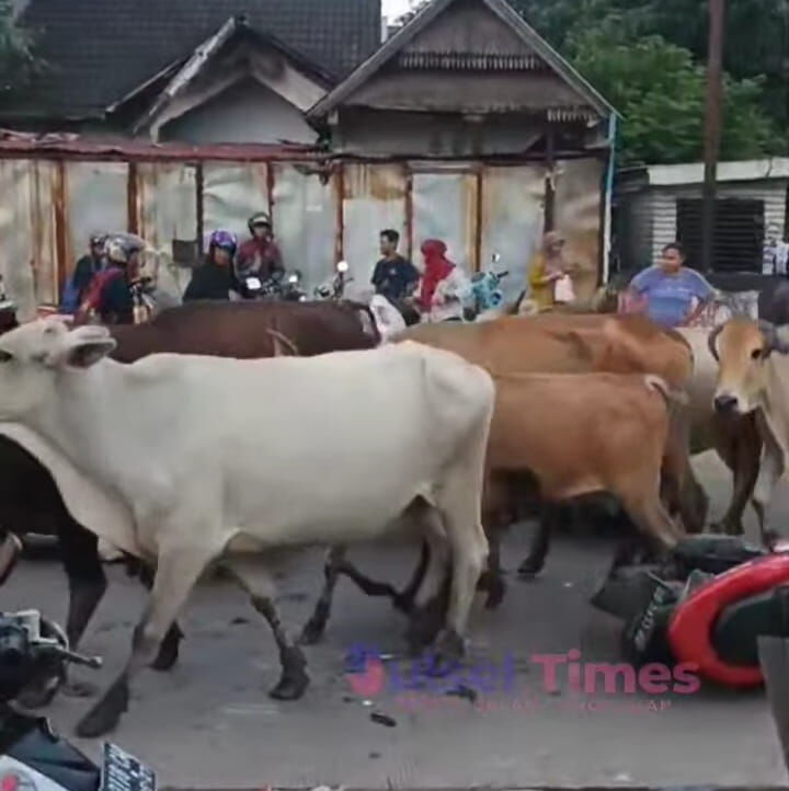SAPI -- Puluhan ekor sapi yang melintas di Jalan Tamangapa Raya lari tunggang langgang menyeruduk mobil dan motor di jalan raya.
