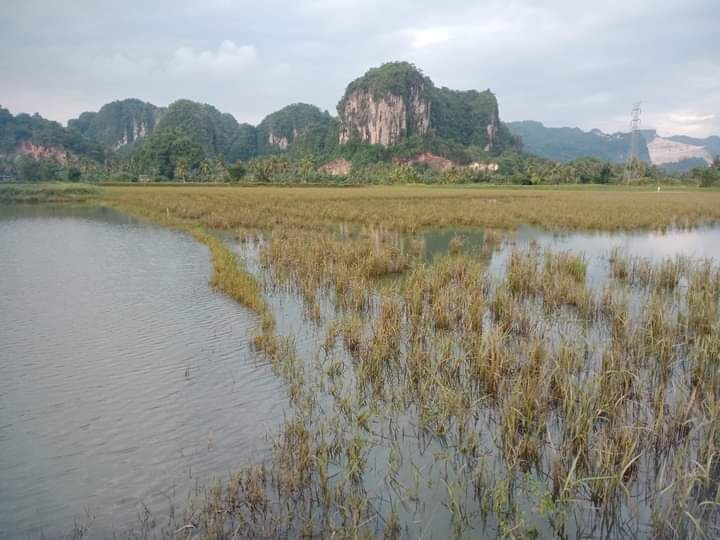 3.519 Ha Padi Puso, Soppeng Terbanyak