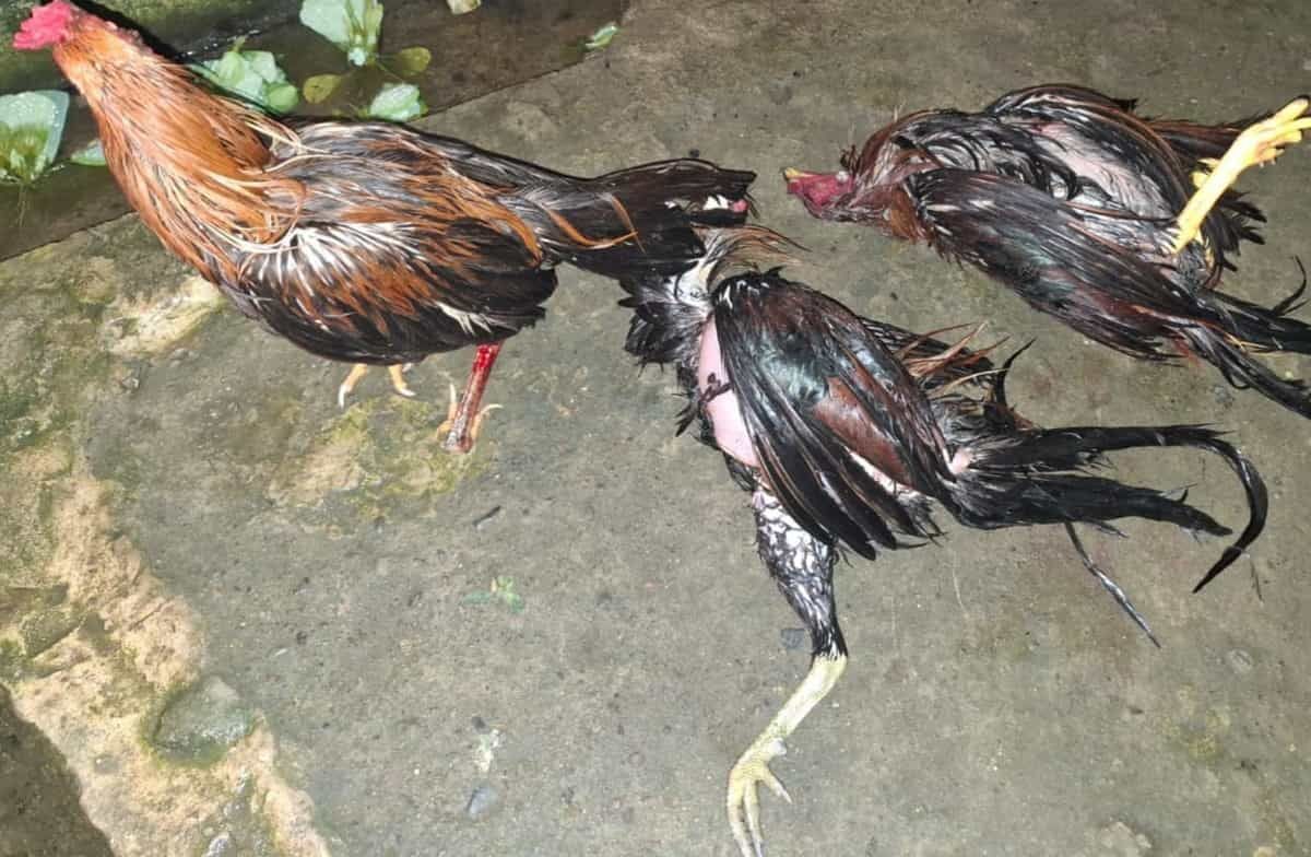 DISITA -- Barang bukti ayam jago dan bangkai ayam berhasil disita petugas di lokasi sabung ayam di Sopai Minggu (19/1). 
