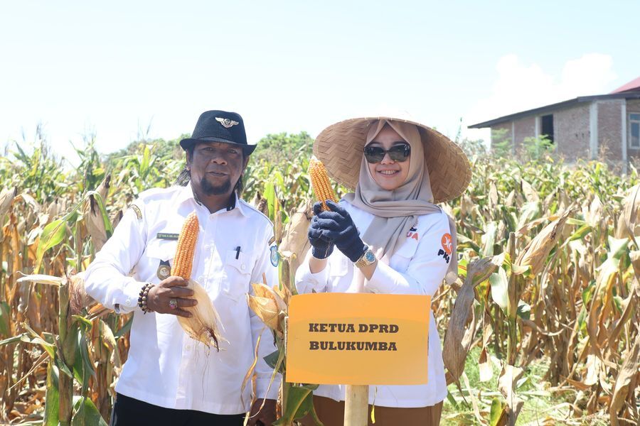 IST
HADIRI PANEN--Ketua DPRD Kabupaten Bulukumba Umy Asyiatun Khadijah menghadiri Panen Jagung di Kelurahan Tanah Lemo, Kecamatan Bonto Bahari, Rabu (26/2) 
