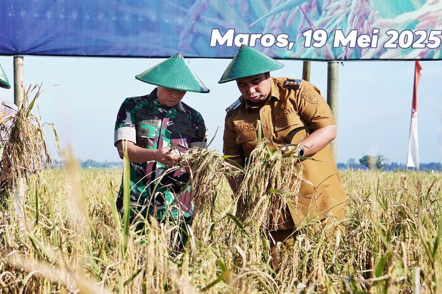 PANEN RAYA -- Bupati Maros, Chaidir Syam bersama Pangdam XIV Hasanuddin, Mayjen TNI Windiyanto saat melakukan panen raya padi 'Sinar Mentari'.
