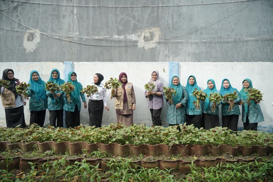 PANEN  BAYAM -- Ketua TP-PKK Kabupaten Luwu, Hj Kurniah Patahudding bersama pengurus Pokja III dan jajaran Dinas Ketahanan Pangan melakukan panen perdana sayuran Bayam di Kebun Pekarangan Sekretariat KKS jalan Topoka, Kelurahan Tanamanai Kecamatan Belopa, Rabu (11/6).
