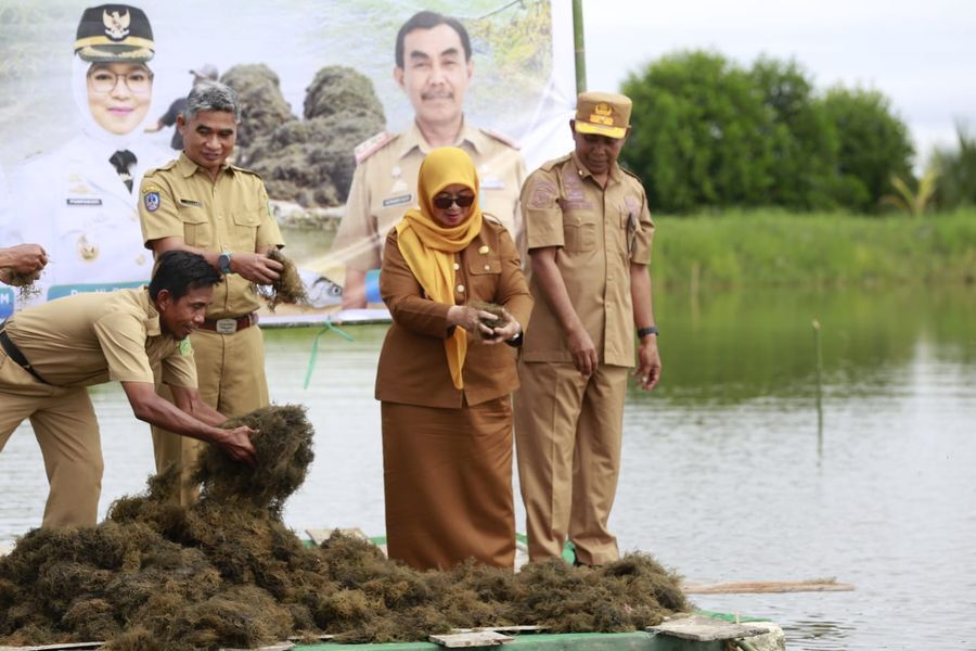 BIBIT RUMPUT -- Dinas Perikanan Pemkab Luwu Timur melaksanakan kegiatan penebaran bibit rumput laut jenis Gracilaria di Desa Lakawali Pantai, Kecamatan Malili baru-baru ini.  
