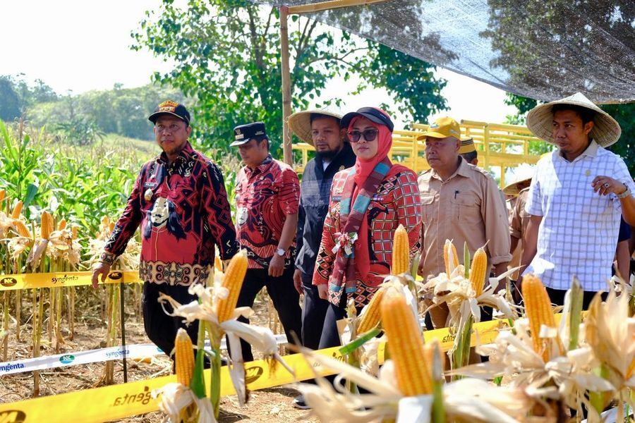 IST
PANEN -- Bupati Gowa, Husniah Talenrang saat memanen jagung hibrida varietas NK Sumo Sakti yang dikembangkan di Dusun Samaya, Desa Romang Loe, Kecamatan Bontomarannu. 