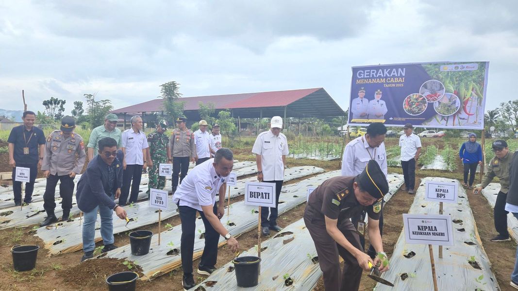 TANAM CABAI -- Dinas Pertanian dan Ketahanan Pangan Pemkab Luwu Timur menggelar kegiatan Gerakan Tanam Cabai Tahun Anggaran 2025 guna menekan laju inflasi daerah serta memperkuat ketahanan pangan berbasis rumah tangga dan komoditas lokal,
