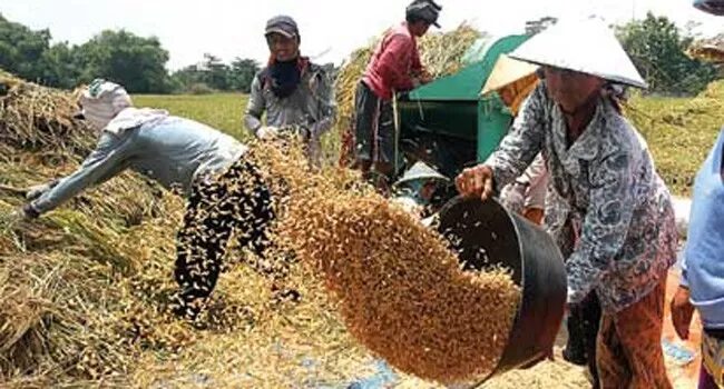 Pencuri Gabah Bulukumba Marak,  Pelaku Pakai Minibus
