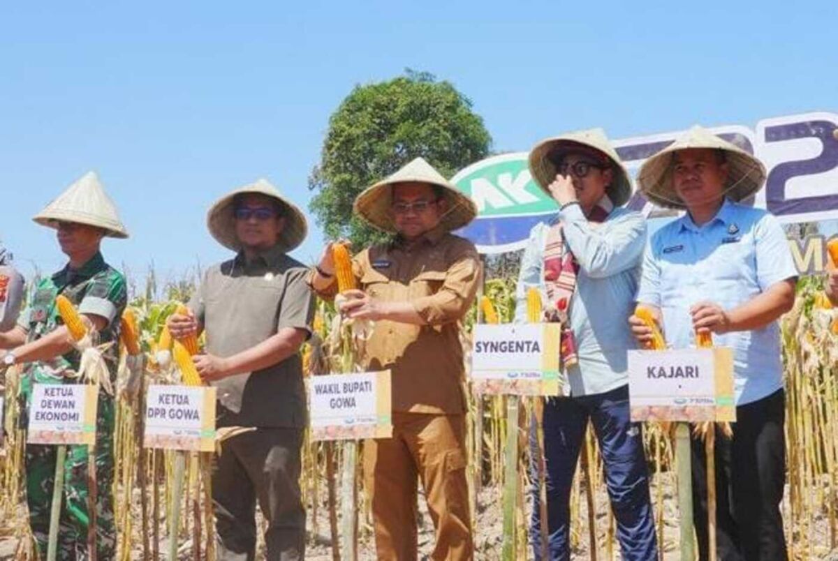 IST
PANEN JAGUNG -- Wabup Gowa, Darmawangsyah Muin saat panen jagung NK Sumo Sakti di Manjapai. 
