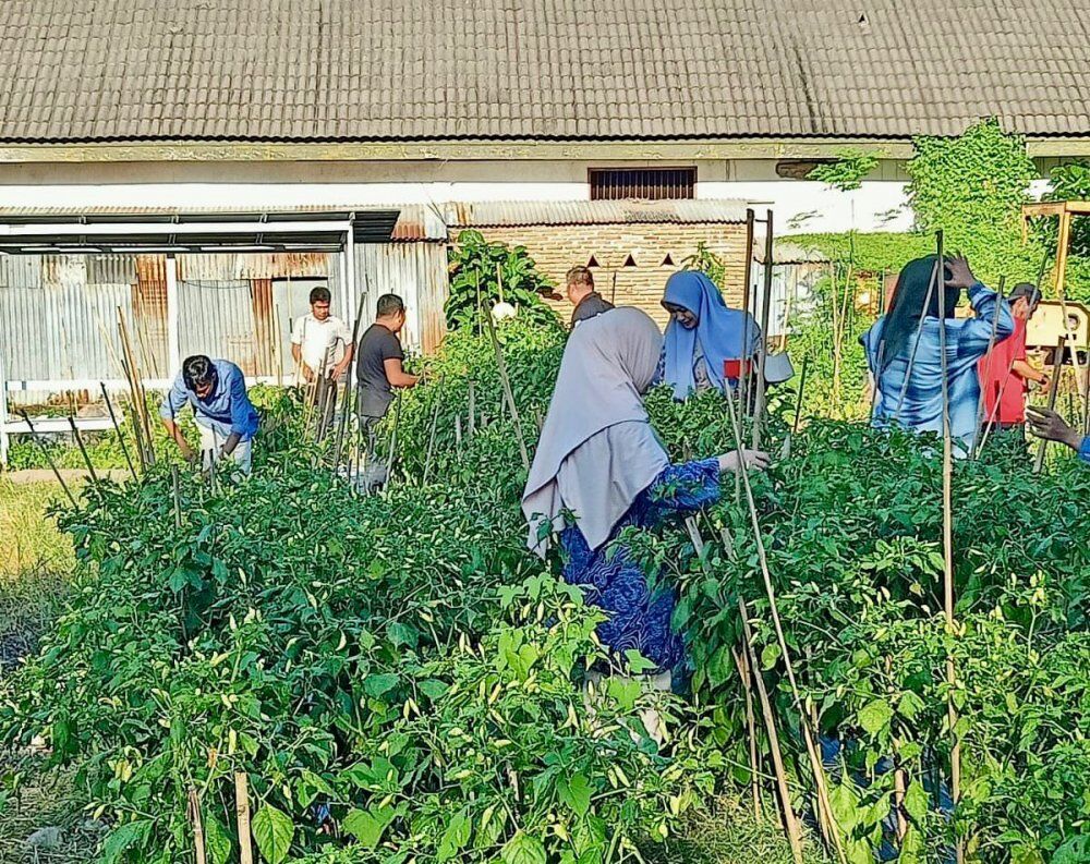 KEBUN PRODUKTIF -- Sejumlah kantor OPD Pemkab Bulukumba kini mulai memanfaatkan lahan pekarangan untuk kebun produktif.
