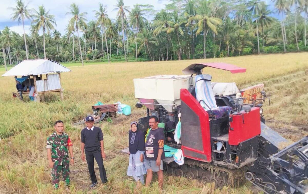 PENDAMPINGAN -- Para Babinsa jajaran Kodim 1423/Soppeng gencar melaksanakan pendampingan kepada para petani khususnya di Kabupaten Soppeng saat memasuki musim panen di wilayah binaan teritorial masing-masing dalam rangka mendukung program pemerintah dalam swasembada pangan. 
